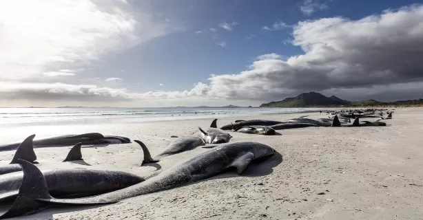 Eșuarea masivă a 77 de balene: un semnal de alarmă pentru mediul marin