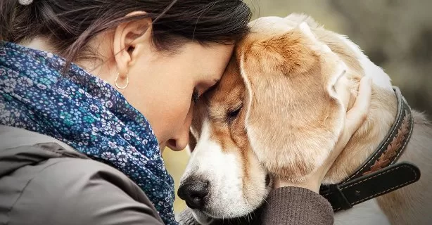 Abilitatea câinilor de a empatiza cu oamenii a fost demonstrată științific
