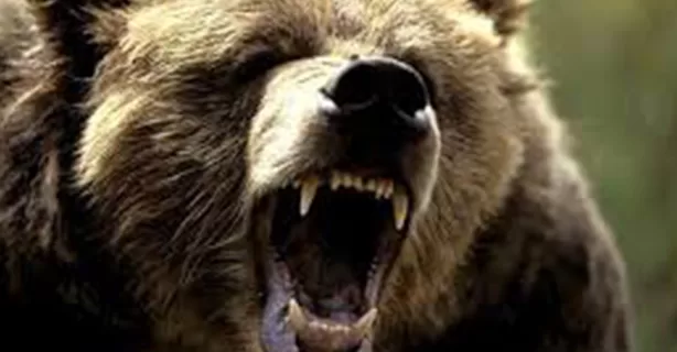 Urs văzut în Păulești și Sinaia: autoritățile emit avertizări RO-Alert