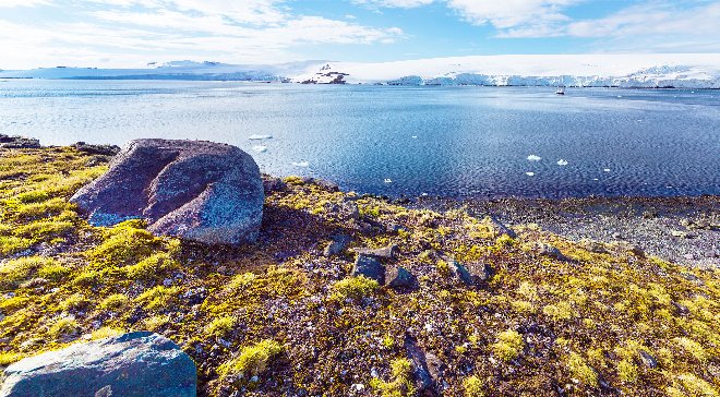 Antarctica devine verde: vegetația se extinde rapid pe fondul încălzirii climatice