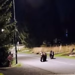 Peste 1.300 de locuitori din Predeal cer măsuri urgente după atacul unui urs asupra șefului Salvamont: „Urșii nu mai ocolesc orașul, e timpul să nu mai ocolim soluțiile!”